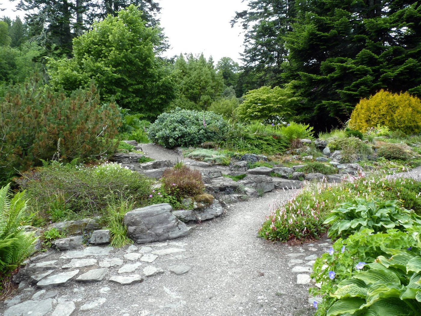 After: rocky path through native-style planting
